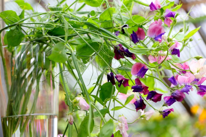 Betrieb Blumenladen 1g