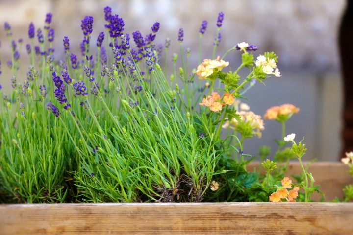 Betrieb Blumenladen 1i 