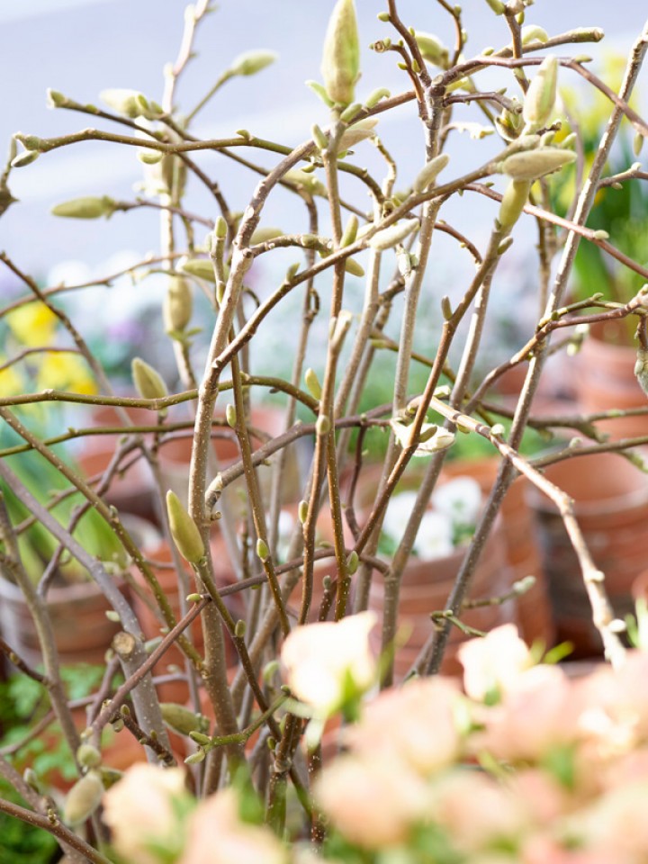 Betrieb Blumenladen 1n